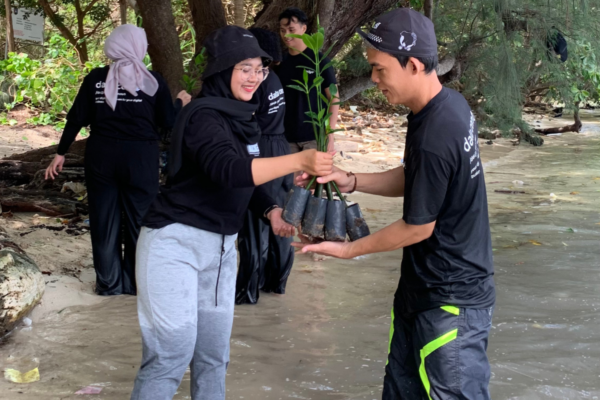 gambar penanaman 3000 pohon di mangrove